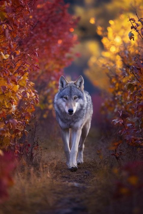 Beautiful Wolves Photography, Biggest Wolf, Pretty Wolf, Wolves Photography, Draw Wolf, Wolf Stove, Drawing Wolf, Wolf Size, Wolf Clothing