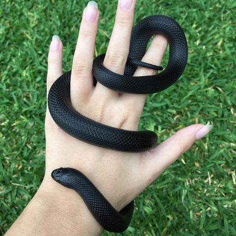 Mexican black king snake Mexican Black Kingsnake, Baby Snakes, Cool Snakes, Pretty Snakes, Cute Reptiles, Cute Snake, Snake Art, Pet Snake, Beautiful Snakes