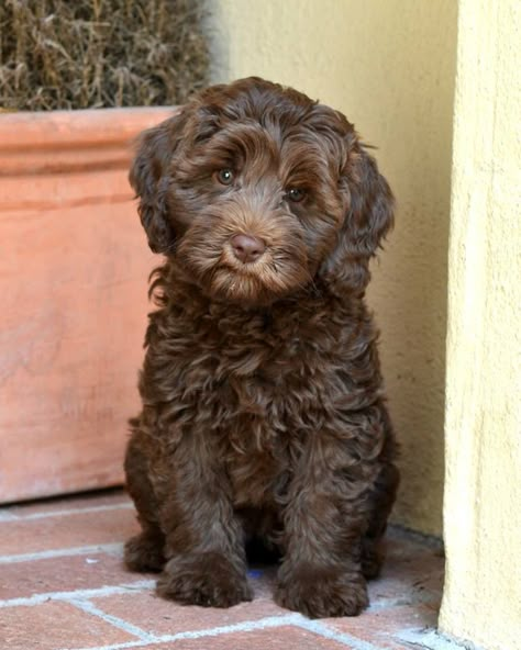 Dolce Vita Labradoodles Authentic Australian Labradoodles San Francisco Bay Area www.dolcevitalabradoodles.com Australian Labradoodles, Chocolate Labradoodle, Labradoodle Dogs, Cockapoo Puppies, Australian Labradoodle, Labradoodle Puppy, Goldendoodle Puppy, Doodle Dog, Poodle Puppy