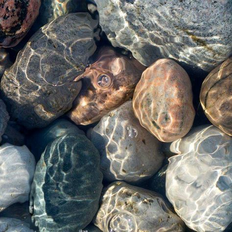 On The Ground, Shells, Cherry, Water