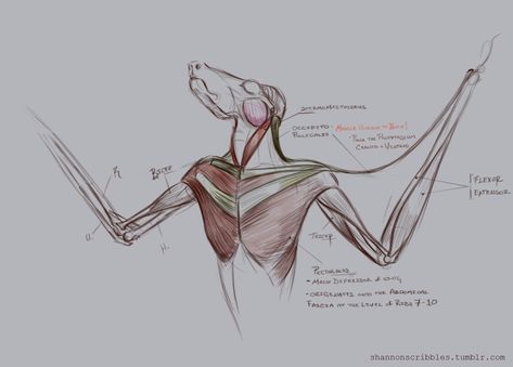 Fox Anatomy, Bat Anatomy, Anatomy Notes, Bournemouth University, Flying Fox, Muscle Anatomy, Anatomy For Artists, Scientific Illustration, Little Critter