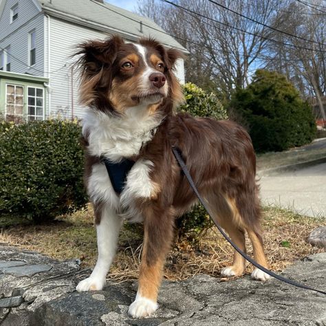 Aussie Shepherd Aesthetic, Mini Australian Shepherd Full Grown, Australian Shepherd Miniature, Brown Australian Shepherd, Mini Aussie Shepherd, Mini Australian Shepard, Mini Australian Shepherd, 2024 Moodboard, American Shepherd