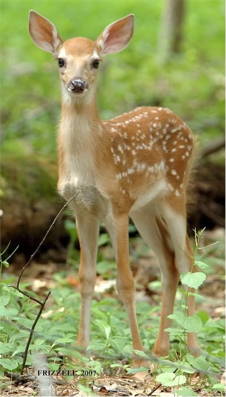 Two fawns and their momma visit our yard almost every morning. :) Animal Psychology, Deer Photography, Deer Photos, Deer Pictures, Animal Reference, Animal References, Whitetail Deer, Oh Deer, Baby Deer