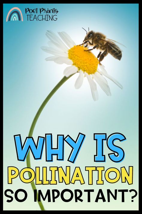 Pollination is one of the most important processes in nature and directly affects the health of our planet. Kids of all ages should learn the basics of pollination and its incredible impact on the environment. It's essential for us to understand how pollination works and its importance for our planet's continued survival. So read more on the blog to find out why pollination is important for kids to understand! Pollinator Lessons For Kids, Pollination Science Project, Pollination Preschool, Self Pollination And Cross Pollination, Bee Pollination Activities For Kids, Bee Activities Kindergarten, Pollinators For Kids, Bee Pollination Activity, Pollinator Activities For Kids