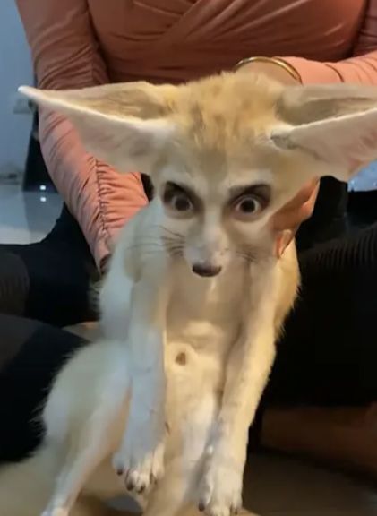 Scary and cursed middle aged fennec fox Fennec Fox Aesthetic, Fennec Fox Cute, Silly Fox, Zorro Fennec, Fox Human, Fox Pfp, Fox Memes, Silly Cars, Fox Skull