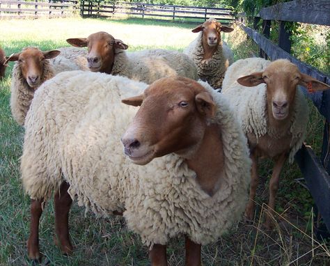 California Red Sheep Fuzzy Animals, Red Sheep, Suffolk Sheep, Baa Baa Black Sheep, Sheep Breeds, Cattle Farming, Sheep And Lamb, Goat Farming, Zoo Animals