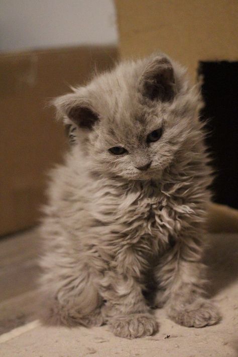 Curly Haired Cat, Selkirk Rex Kittens, Curly Cat, Laperm, Selkirk Rex, Rex Cat, Puppies And Kitties, Gorgeous Cats, Baby Kittens