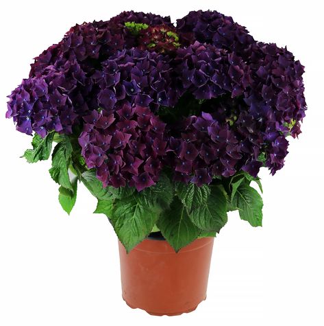 Japan Flower Garden, Dark Purple Hydrangea, Deep Purple Hydrangea, Mophead Hydrangea, Hydrangea Potted, Japan Flower, Purple Hydrangea, Spring Park, Hydrangea Macrophylla