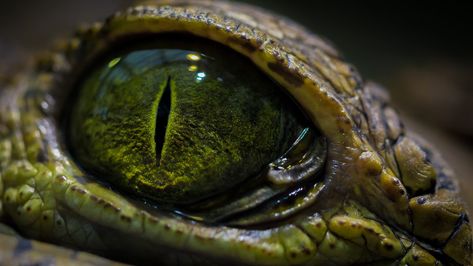 green reptile eye, close-up photo of crocodile's eye #eyes #macro #crocodiles #reptiles #2K #wallpaper #hdwallpaper #desktop Crocodile Eyes, Reptile Eye, Lizard Eye, Eye Piercing, Frog Eye, Eye Close Up, Best Wallpaper Hd, Eyes Wallpaper, Snake Art