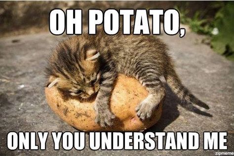 Oh Potato, only you understand me Kitten Love, Cute Kittens, Crazy Cat Lady, 귀여운 동물, Animal Memes, Crazy Cats, Cat Pics, Cat Love