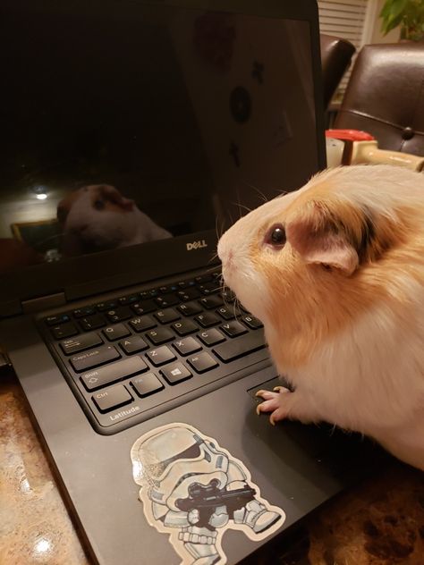 Geunia Pigs, Hard At Work, Rodents, Guinea Pig, Guinea Pigs, Amazing Nature, Pigs, Memes, Funny