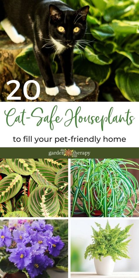 Cat Safe House Plants, Houseplants Safe For Cats, Safe House Plants, Katt Diy, Cat Friendly Plants, Cat Safe Plants, Plants Pet Friendly, Garden Therapy, Safe House