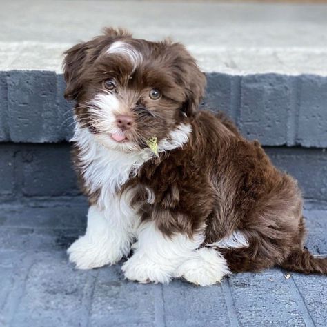 brown white chocolate havanese puppy Havamalt Puppies, Brown Havanese Dogs, White Toy Poodle, Red Havanese, Brown Havanese, Chocolate Havanese, Christmas Puppies, Puppy Store, Havanese Puppy