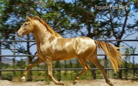 Beautiful Golden Horse Pre Stallion, Akhal-teke, Ahal Teke, Unusual Horse, Akhal Teke Horses, Rare Horses, Horse Running, Golden Horse, Horse Colors