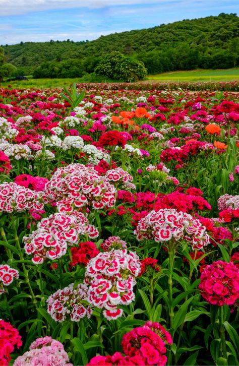 Sweet William Flowers, Dianthus Flowers, Dianthus Barbatus, Flowers Drawing, Sweet William, Beautiful Flowers Garden, Japanese Flowers, Flowers Perennials, Flower Field