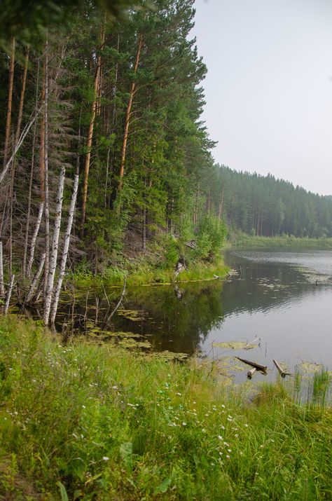 Siberian Forest, Landscape Art, Landscape Paintings, Forest, Lake, Paintings, Art