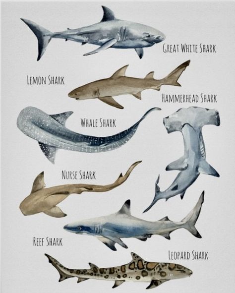 Marine Life Room Decor, Sharks Of The World, Shark Types, Anatomy Of A Shark, Shark Posters, Shark Poster, Shark Diagram Aesthetic, Shark Diagram, Marine Biology Notes