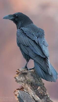 Common Raven, Regard Animal, Raven Bird, Crow Bird, Crow Art, Raven Art, Crows Ravens, Arte Animal, Animal Photo