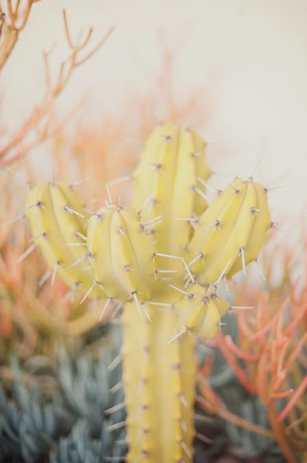 cacti cutie More Kaktus Dan Sukulen, Agaves, Cactus Y Suculentas, Yellow Aesthetic, Pretty Plants, Cactus And Succulents, Pastel Yellow, Mellow Yellow, Cacti And Succulents