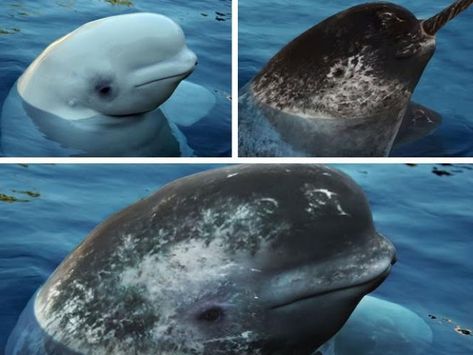 NARLUGA: A cross between a narwhal and beluga whale. Unknown if they can produce viable offspring. The Beluga whale is on the top left, narwhale on the top right. The narluga is on the bottom Whale Facts, Hybrid Animals, Arctic Sea, Beluga Whale, Prehistoric Creatures, Baby Dragon, Narwhal, Twilight Sparkle, Travel News