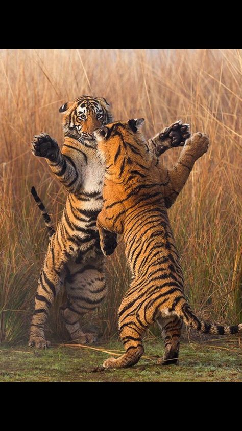 Tiger Playing, Sambar Deer, Tiger Images, The Lion Sleeps Tonight, Siberian Tiger, Bengal Tiger, Bengal Cat, Fat Cats, National Geographic Photos