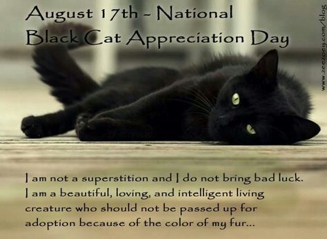 National Black Cat Day, Black Cat Day, Black Cat Appreciation Day, A Black Cat, Cat Quotes, Zulu, Black Cats, Crazy Cat Lady, Beautiful Cats