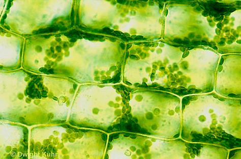 PX09-006a  Elodea Plant - live cells with chloroplasts, hypotonic solution - Anacharis spp.  400x  compare PX09-006a,PX09-012b,PX09-013d Cell Biology Notes, Microscopic Cells, Farmer Painting, Plant Cells, Tree Id, Solar Punk, Biology Art, Collage Work, Background Powerpoint