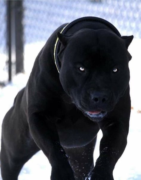 Laugh Out Loud, Black Dog, Out Loud, Pitbull, Good Vibes, Dogs, Black