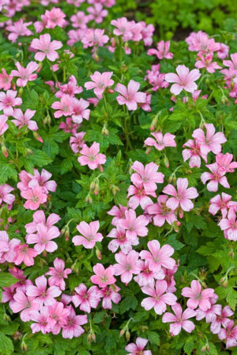 Geranium x Oxonianum 'Wargrave Pink' (Cranesbill) Geranium Patricia, Geranium Pratense, Pink Perennials, Cranesbill Geranium, Geranium Plant, Pink Geranium, Hardy Geranium, Planting Plan, Pink Garden