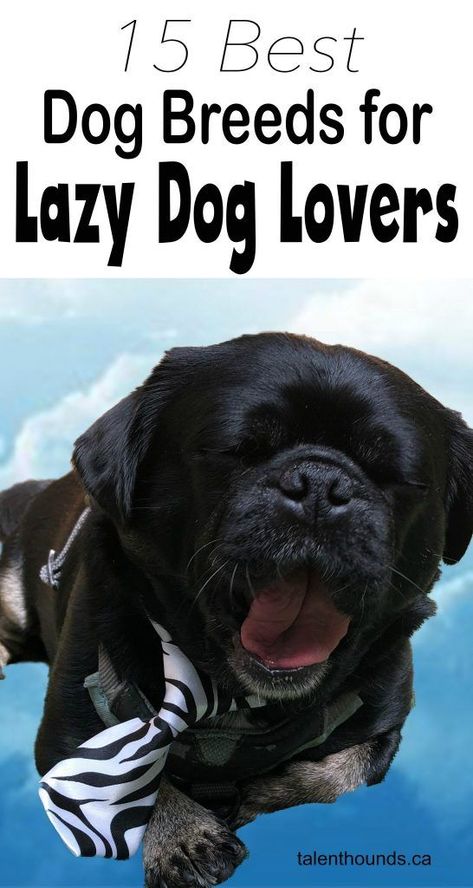 Lazy Dogs, Lazy Dog Breeds, Dog Fails, Nanny Dog, Swiss Mountain Dogs, Helpful Things, Therapy Animals, Dog Training Techniques, Companion Dog