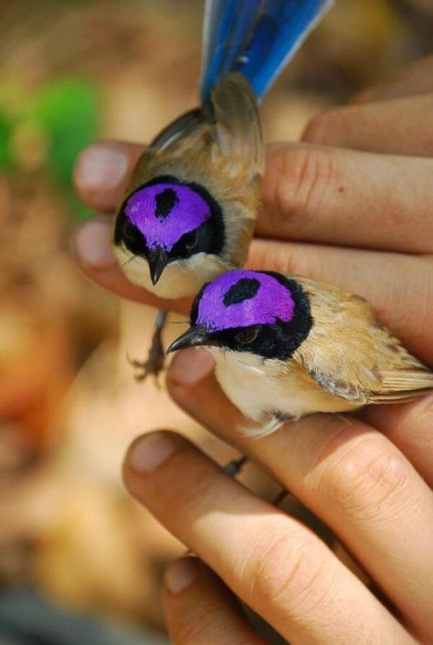 The purple-crowned fairywren (Malurus coronatus) is a species of bird in the Maluridae family. It is endemic to northern Australia; two subspecies are recognized. Purple Crown, Exotic Birds, Pretty Birds, Colorful Birds, Little Birds, Small Birds, Bird Species, Wild Birds, Nature Animals