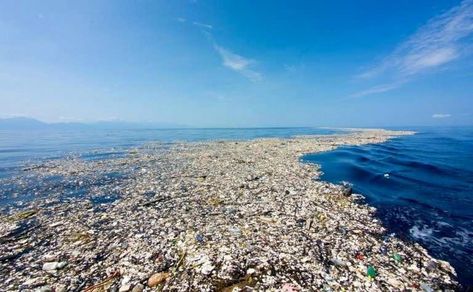 300-Mile Swim Through The Great Pacific Garbage Patch Will Collect Data On Plastic Pollution Great Pacific Garbage Patch, Ocean Cleanup, Marine Debris, 10 Interesting Facts, Ocean Pollution, Roatan, Plastic Pollution, Caribbean Islands, Pacific Ocean