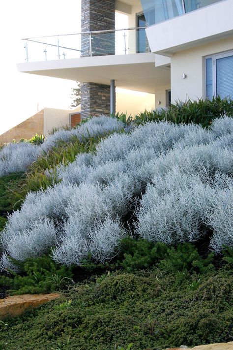 Leucophyta Brownii, Cushion Bush, California Native Landscape, Coastal Plants, Bush Garden, Silver Plant, Australian Native Garden, Seaside Garden, Evergreen Garden