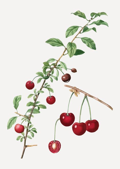 Cherry tree branch Free Vector Cherry Tree Branch, Cherry Plant, Branch Drawing, Vintage Floral Backgrounds, Fruit Vector, Vintage Png, Cherry Fruit, Rose Frame, Fruit Illustration