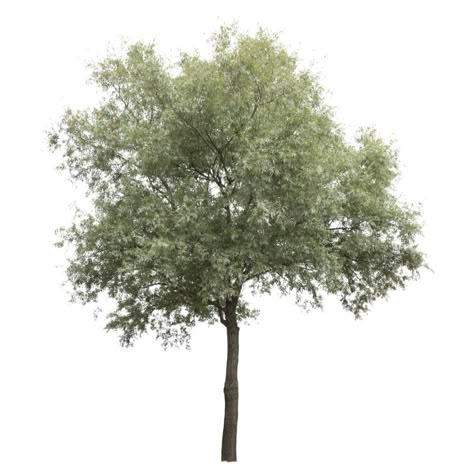 Free cutout tree in PNG - Salix alba Trees For Collage, Tree Rendering Architecture, Trees Cutout, Tree Elevation Architecture, Tree Rendering, Trees In Elevation, Tree Elevation, Trees Photoshop Architecture, Tree Plan Photoshop