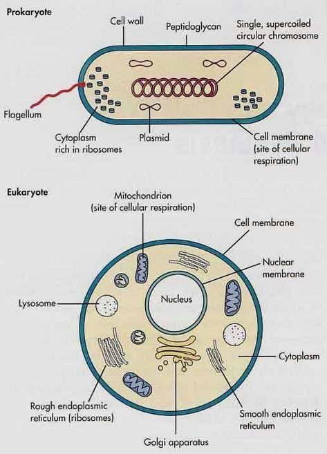 Prokaryotes And Eukaryotes Worksheet Kingdoms Of Living Things, Prokaryotes And Eukaryotes, Prokaryotes Vs Eukaryotes, Prokaryotic And Eukaryotic Cells, Cell Biology Notes, Microbiology Study, Nuclear Membrane, Cell Diagram, Prokaryotic Cell