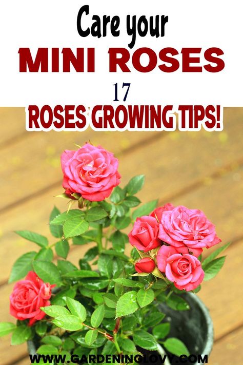 Indoor Roses, Potted Roses, Roses Growing, Propagating Roses, Roses Plants, Container Roses, Rose Plant Care, Miniature Roses, Raised Flower Beds