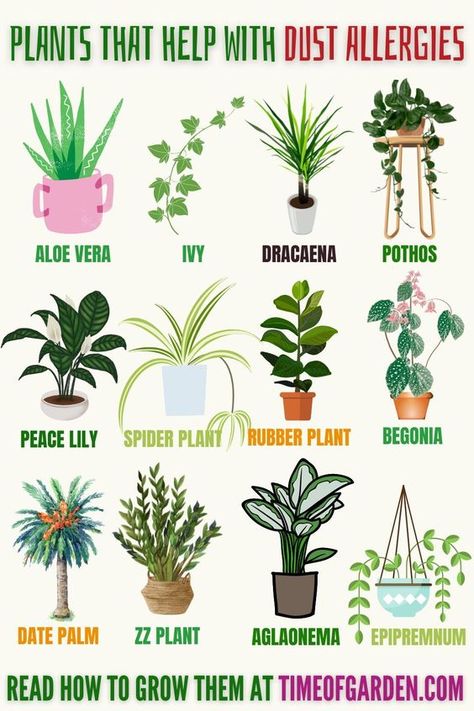 Plants That Help With Dust Allergies. Different plants can be used for reducing the amount of dust in the air. Plants can act as a natural filter and deactivate toxic compounds. The other benefit of plants is that they help to humidify your living area because of the evaporation of water from their leaves. When you place beautiful and colorful plants in your room then they will soothe your eyes and make your mood fresh. Easy Indoor Plants, Dracaena Plant, Plant Care Houseplant, Inside Plants, Growing Plants Indoors, Best Indoor Plants, Air Purifying Plants, Bedroom Plants, Colorful Plants