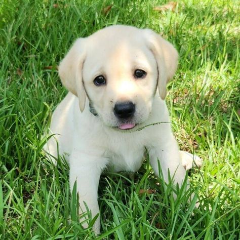 All Puppies Available To Adopt • Infinity Pups Labrador Puppies For Sale, Yellow Labrador Puppy, Puppy Finder, Yellow Labrador Retriever, Yellow Labrador, Labrador Puppy, Puppy Adoption, Puppies For Sale, Collar And Leash