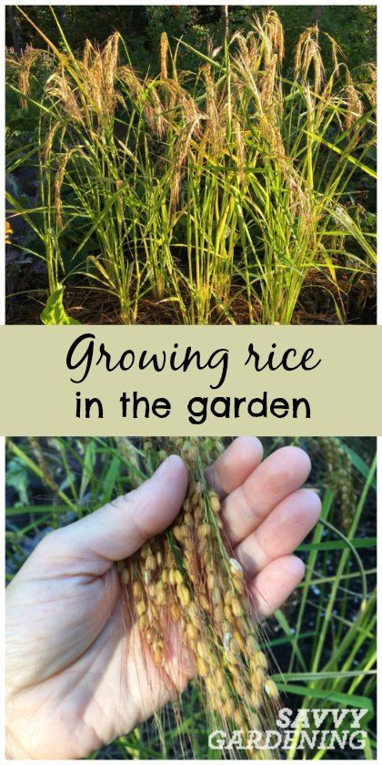 Want something unique for your veggie garden? How about growing rice? It's easy and beautiful! How To Grow Yeast, How To Grow Peppercorns, Growing Cashews, Rice Garden, Growing Grains, Growing Spices, Growing Rice, Plant Reproduction, Backyard Vegetable Garden