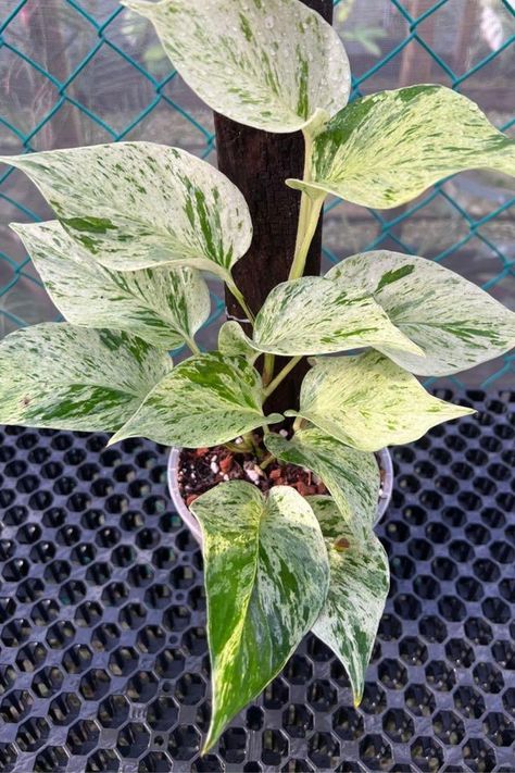 Snow Queen Plant, Snow Queen Pothos, Plant Aesthetic, Ornamental Plants, Amazing Home, Nature Plants, Snow Queen, Plant Mom, Container Plants