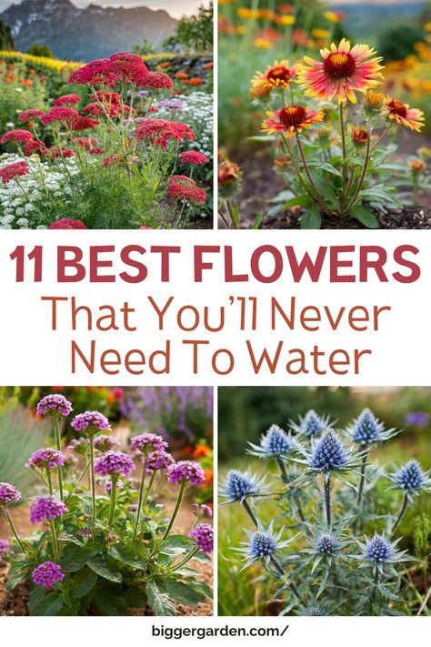 Discover 11 Flowers That Prefer Dry Soil, featuring Drought Tolerant Flowers and Low Water Plants suited to Dry Desert conditions. Perfect for Drought Tolerant Gardens and Desert Environments, these plants offer low-maintenance options for Drought Resistant and Drought Tolerant Landscapes. Outdoor Drought Tolerant Landscaping, Drought Resistant Cottage Garden, Short Plants For Landscaping, Drout Resistant Landscaping, Drought Tolerant Plants For Containers, Central Texas Front Yard Landscaping Ideas, Wild Flowers Landscape, Heat Tolerant Landscaping, Reseeding Annuals