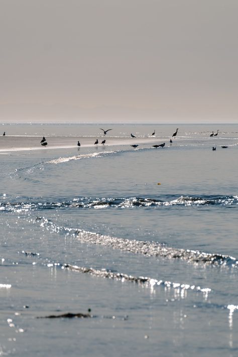 Bright scene showing ocean waves crashing into shore and gulls and herons gathered along the shoreline. Shoreline Photography, Ocean Shore, Mountain Background, Ocean Shores, Waves Crashing, Rocky Shore, Herons, Tide Pools, Big Fish