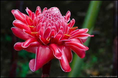 Costa Rica Flowers, Etlingera Elatior, Tropical Wedding Bouquets, Torch Ginger, Hollyhocks Flowers, Jungle Flowers, Plant Photography, Forest Flowers, Green Landscape