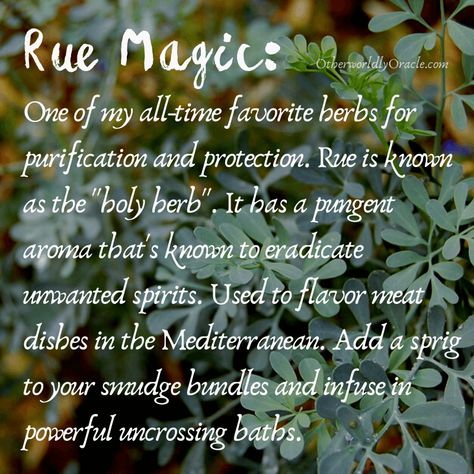 Herbs for Protection: 20 of Our Favorites to Keep Negative Energy Away Protection Herbs Magick, Witch Herb Garden, Nature Spells, Spiritual Plants, Taurus Witch, Witch Plants, Protection Herbs, Magical Herbs Witchcraft, Herbs For Energy