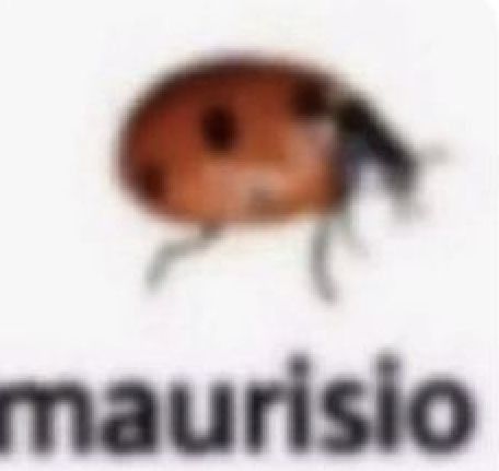 maurisio Bug Name Meme, Blurry Bugs With Names, Bugs With Names, Bug Memes, Buggy Wuggy, Alpha Quotes, Insects Names, Silly Names, Bug Images