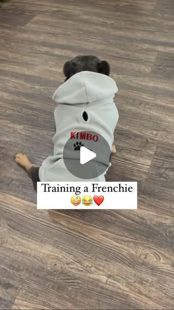 93K views · 10K likes | Frenchie G.O.A.T. on Instagram: "It’s really not that hard. 🤪❤️ #thefrenchiegoat #frenchie #frenchbulldog #dogs #dogsofinstagram #pets #petsofinstagram #animals #comedy #humor #funny" Pug And French Bulldog, Funny Frenchie Videos, Frenchie Funny, Funny French Bulldogs, French Bulldog Quotes, Funny Frenchies, Frenchie Pug, Morning Memes, French Bulldog Funny