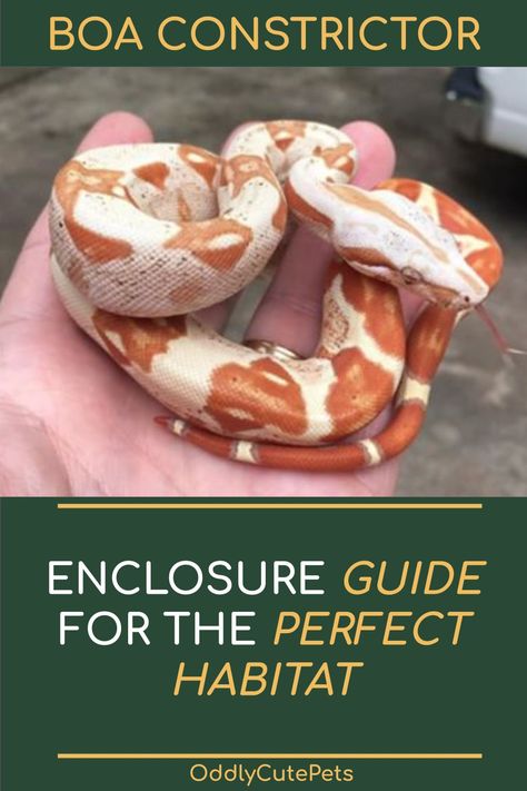 Boa Constrictor Enclosure, Boa Enclosure, Diy Reptile, Snake Enclosure, Boa Constrictor, Reptile Habitat, Pet Snake, Reptiles Pet, Composting