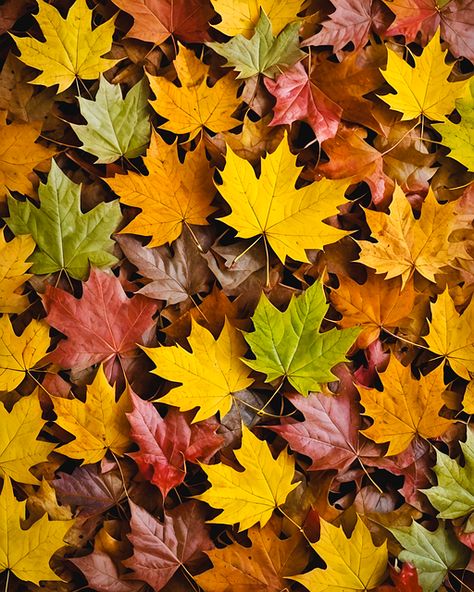 Download Autumn Leaves, Fall, Leaves. Royalty-Free Stock Illustration Image Leaves Fall, Autumn Nature, Nature Birds, Free Illustration, Autumn Leaf, Tree Leaves, Leaf Nature, Autumn Trees, Fall Foliage