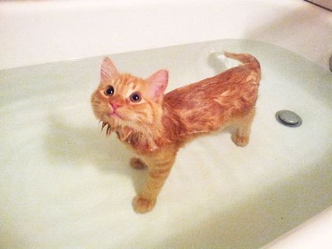 Funny Cats In Water, Söt Katt, Appaloosa, Ginger Cats, Quarter Horse, Cute Kittens, Orange Cat, Cute Creatures, Cats Meow